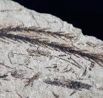 Doliostrobus taxiformis KVACEK 1971 - Bild © FossNet FossilienStore